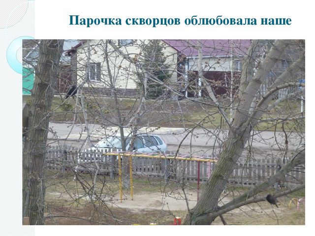 Фотоотчёт о проделанной работе в рамках акции "Скворушка"