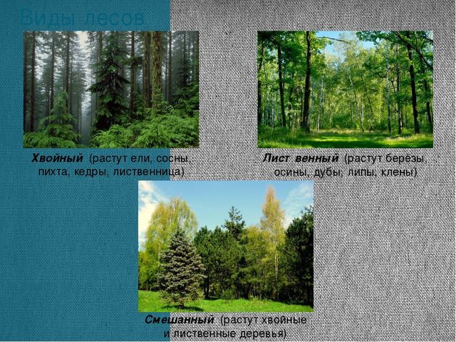 Экскурсия «Леса нашей Родины»