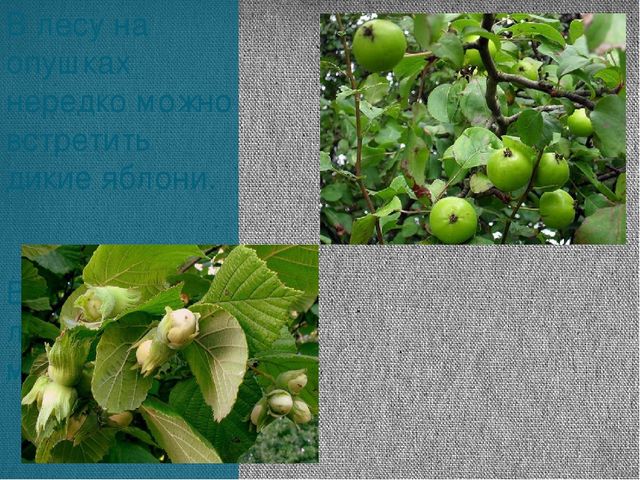 Экскурсия «Леса нашей Родины»
