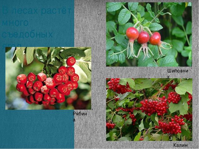 Экскурсия «Леса нашей Родины»