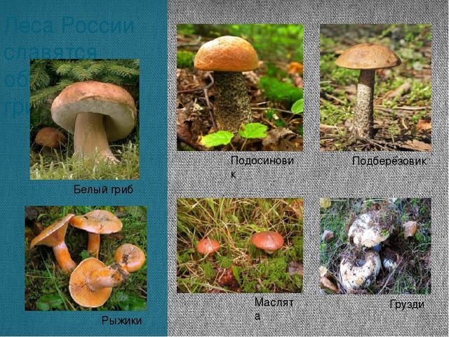 Экскурсия «Леса нашей Родины»
