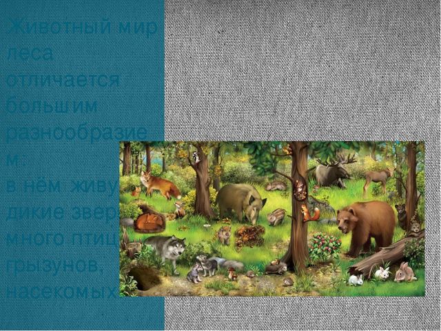 Экскурсия «Леса нашей Родины»
