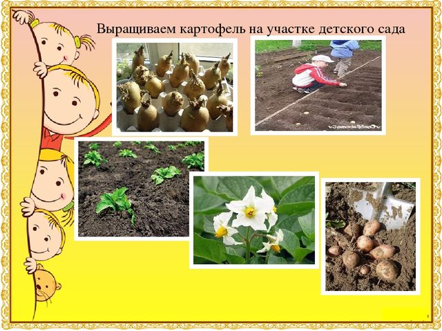 Презентация к детскому исследовательскому проекту "Мои любимые вредные чипсы"Результаты участия воспитанников в проектной (социально-значимой) деятельности (п. 1.5)
