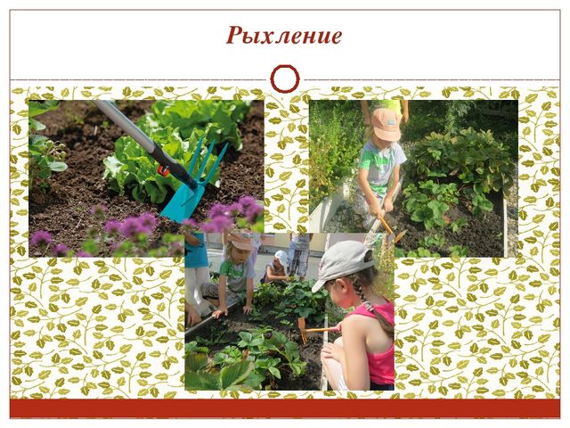Консультация для воспитателей. Работа с детьми в цветнике и огороде.