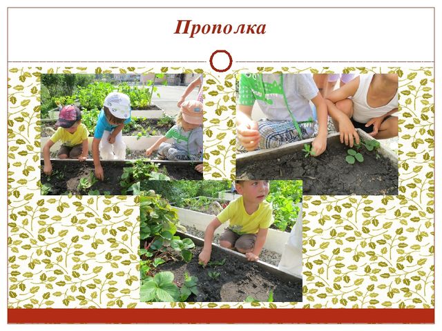 Консультация для воспитателей. Работа с детьми в цветнике и огороде.