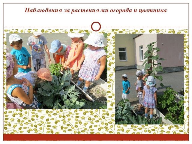 Консультация для воспитателей. Работа с детьми в цветнике и огороде.
