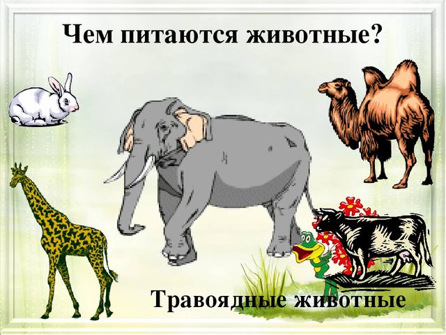Презентация для детей дошкольного возраста о правильном питании "Будем правильно питаться!"