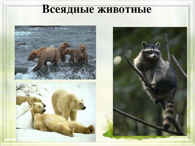 Презентация для детей дошкольного возраста о правильном питании "Будем правильно питаться!"