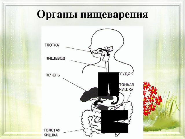 Презентация для детей дошкольного возраста о правильном питании "Будем правильно питаться!"