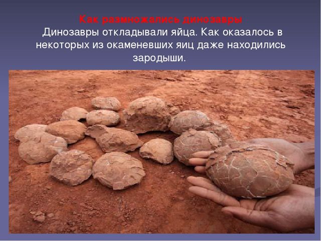 Презентация "Эра динозавров-причины вымирания"