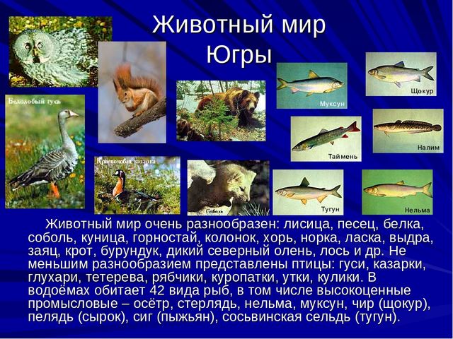 Презентазия про наш Ханты-Мансийский округ-Югра