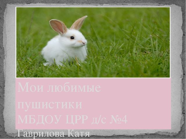 Презентация "Мои любимые пушистики"