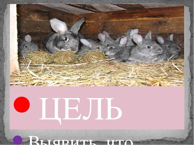 Презентация "Мои любимые пушистики"