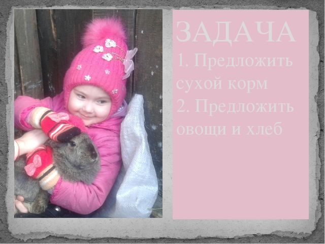 Презентация "Мои любимые пушистики"