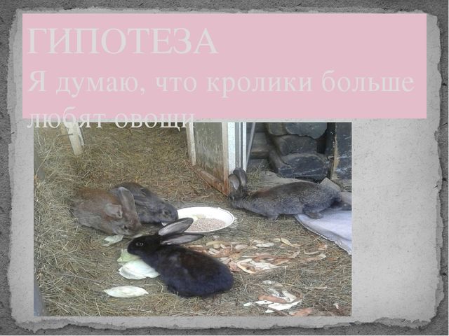 Презентация "Мои любимые пушистики"