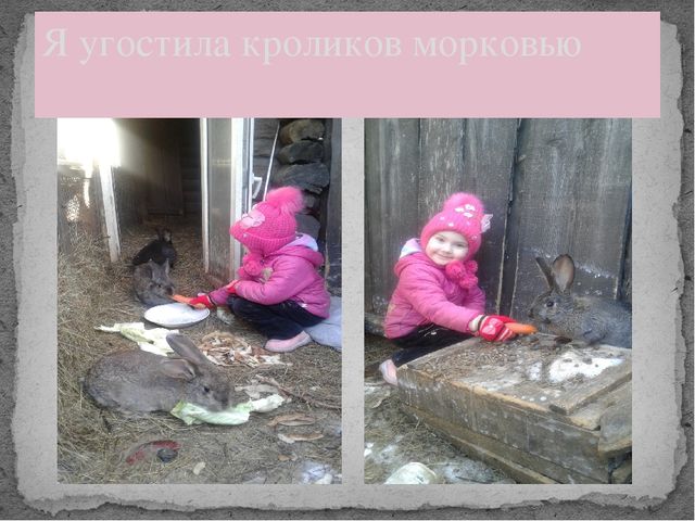 Презентация "Мои любимые пушистики"