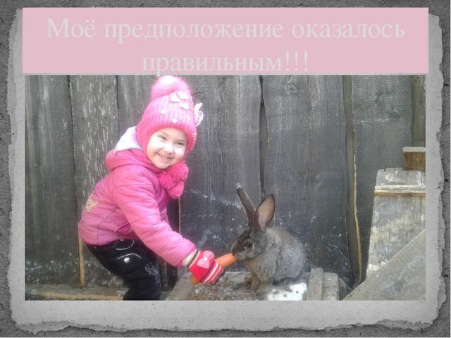 Презентация "Мои любимые пушистики"