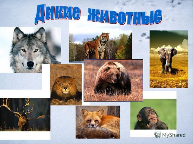 Презентация "Дикие и домашние животные"