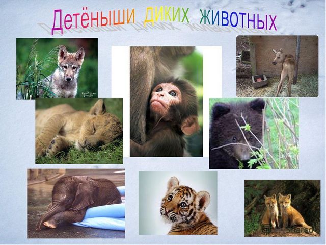 Презентация "Дикие и домашние животные"
