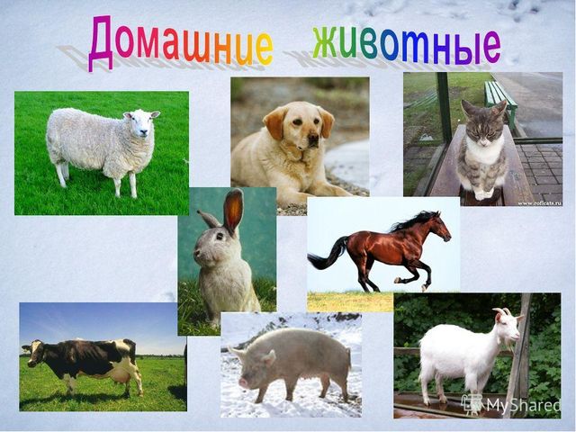 Презентация "Дикие и домашние животные"