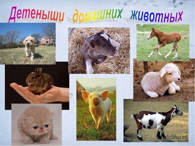 Презентация "Дикие и домашние животные"