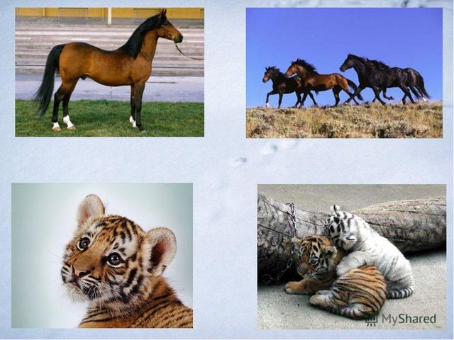 Презентация "Дикие и домашние животные"