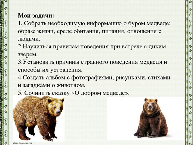 Презентация детского проекта "Почему медведи выходят к людям"