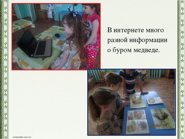 Презентация детского проекта "Почему медведи выходят к людям"