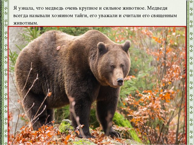 Презентация детского проекта "Почему медведи выходят к людям"