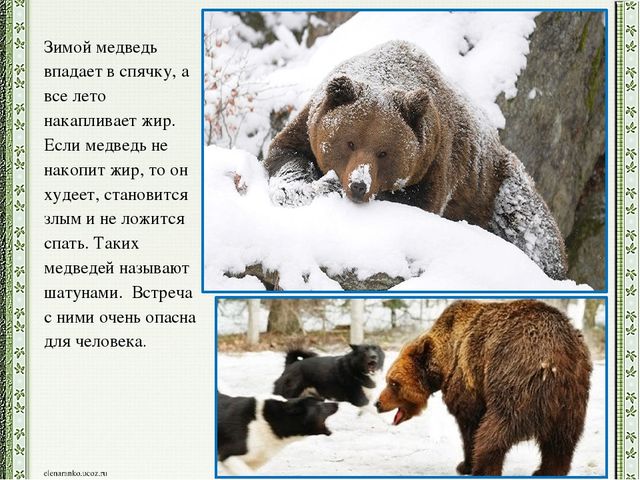 Презентация детского проекта "Почему медведи выходят к людям"