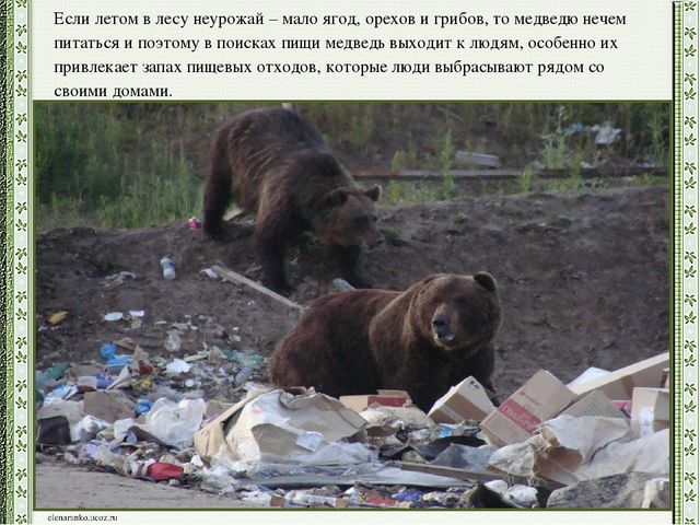 Презентация детского проекта "Почему медведи выходят к людям"