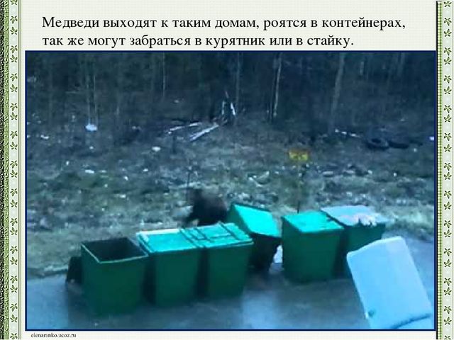 Презентация детского проекта "Почему медведи выходят к людям"