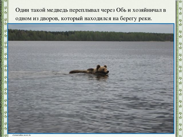 Презентация детского проекта "Почему медведи выходят к людям"