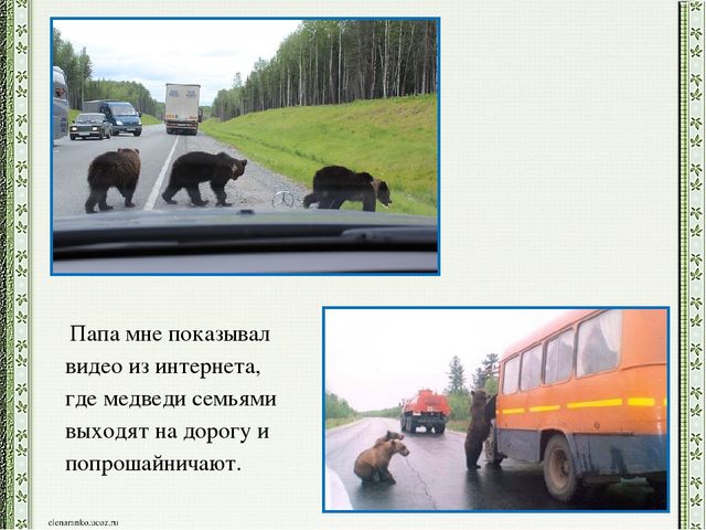 Презентация детского проекта "Почему медведи выходят к людям"
