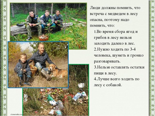 Презентация детского проекта "Почему медведи выходят к людям"