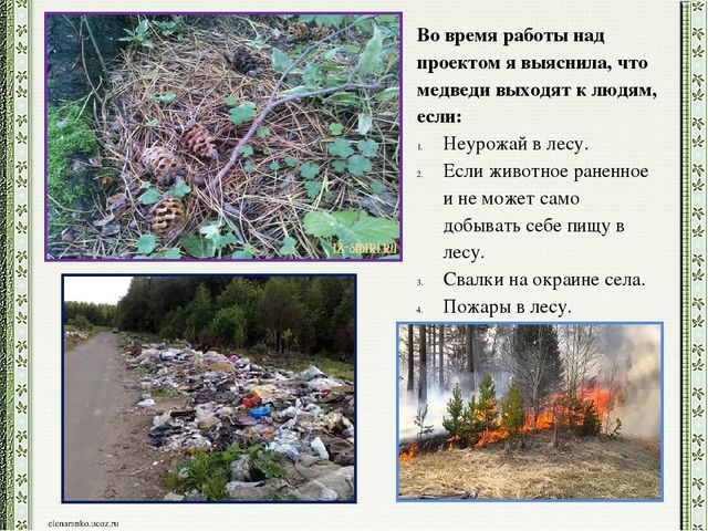 Презентация детского проекта "Почему медведи выходят к людям"