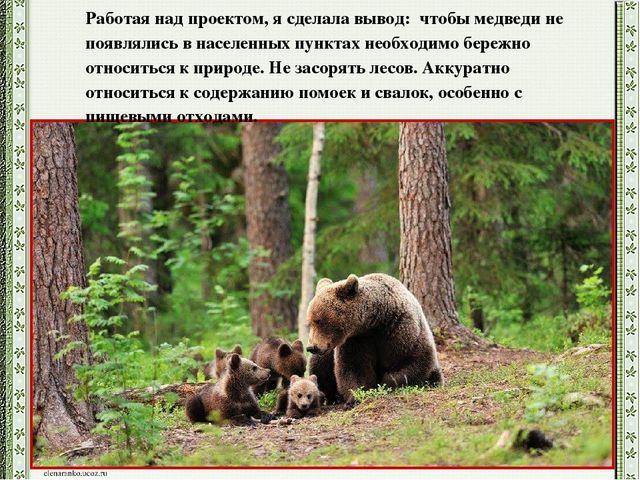Презентация детского проекта "Почему медведи выходят к людям"