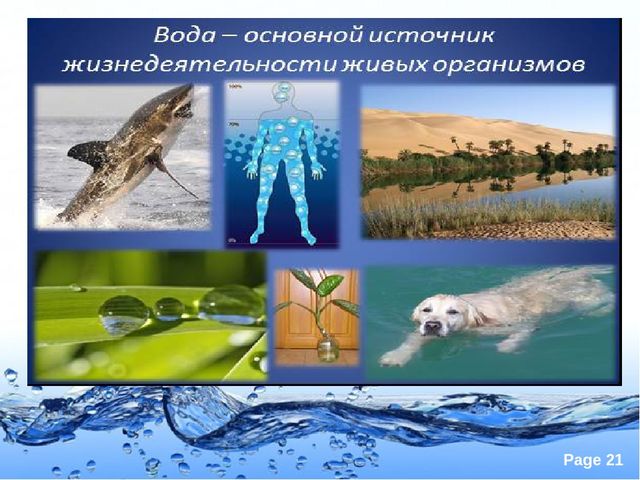 Презентация по экологии "Вода это источник жизни"