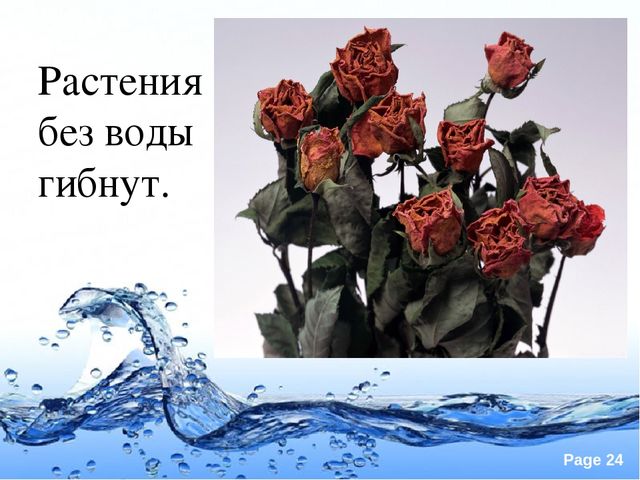 Презентация по экологии "Вода это источник жизни"