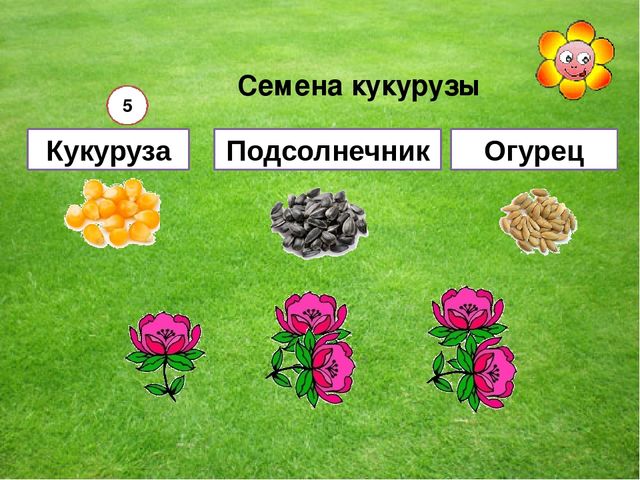 Мультимедийная игра "Помоги пчелкам собрать мед" (серия овощи и фрукты)