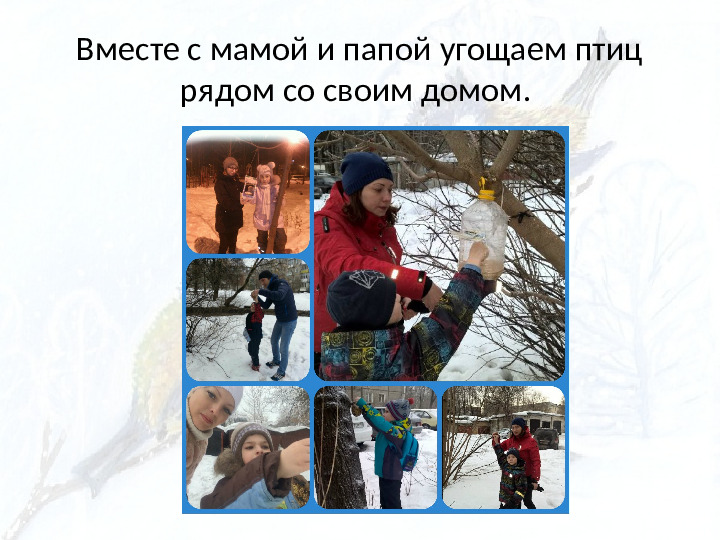 Опыт работы. Организация экологического проекта "Кормушка для пичужки".