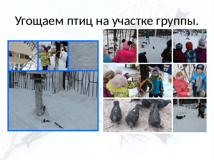Опыт работы. Организация экологического проекта "Кормушка для пичужки".