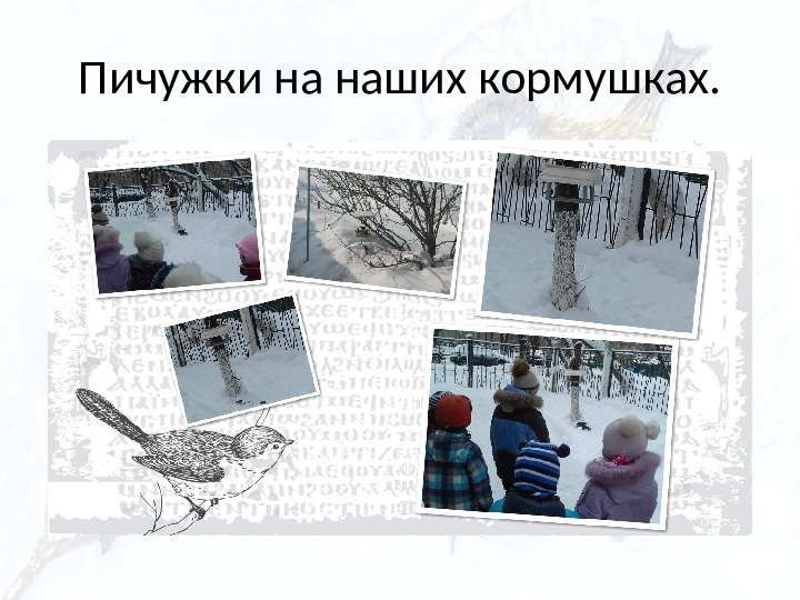 Опыт работы. Организация экологического проекта "Кормушка для пичужки".