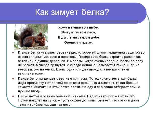 Презентация по ознакомлению с окружающим миром природы на тему "Как зимуют животные и птицы в лесу?" (подготовительная группа)
