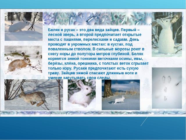Презентация по ознакомлению с окружающим миром природы на тему "Как зимуют животные и птицы в лесу?" (подготовительная группа)