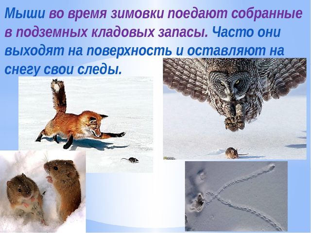 Презентация по ознакомлению с окружающим миром природы на тему "Как зимуют животные и птицы в лесу?" (подготовительная группа)