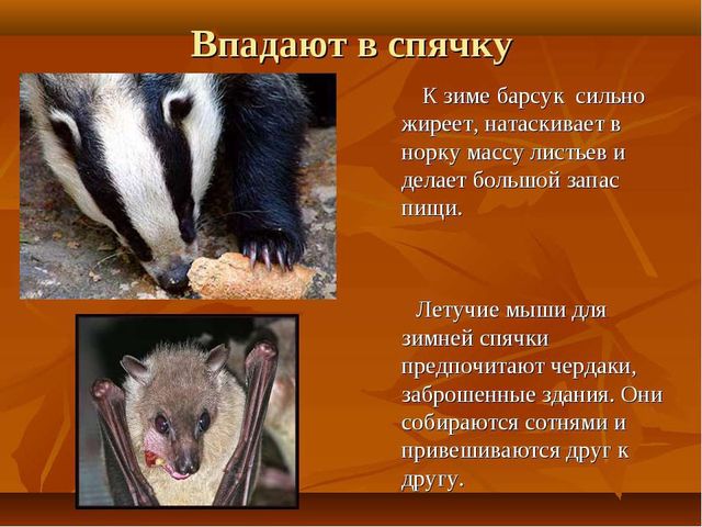 Презентация по ознакомлению с окружающим миром природы на тему "Как зимуют животные и птицы в лесу?" (подготовительная группа)