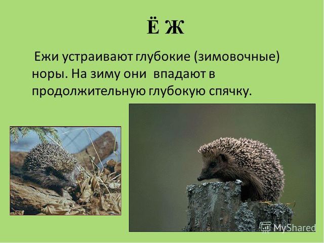 Презентация по ознакомлению с окружающим миром природы на тему "Как зимуют животные и птицы в лесу?" (подготовительная группа)