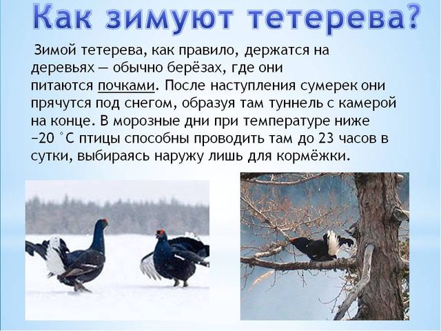 Презентация по ознакомлению с окружающим миром природы на тему "Как зимуют животные и птицы в лесу?" (подготовительная группа)