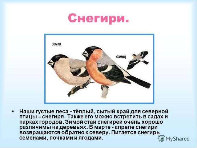 Презентация по ознакомлению с окружающим миром природы на тему "Как зимуют животные и птицы в лесу?" (подготовительная группа)